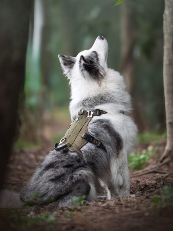 Product - Truelove pet outdoor products