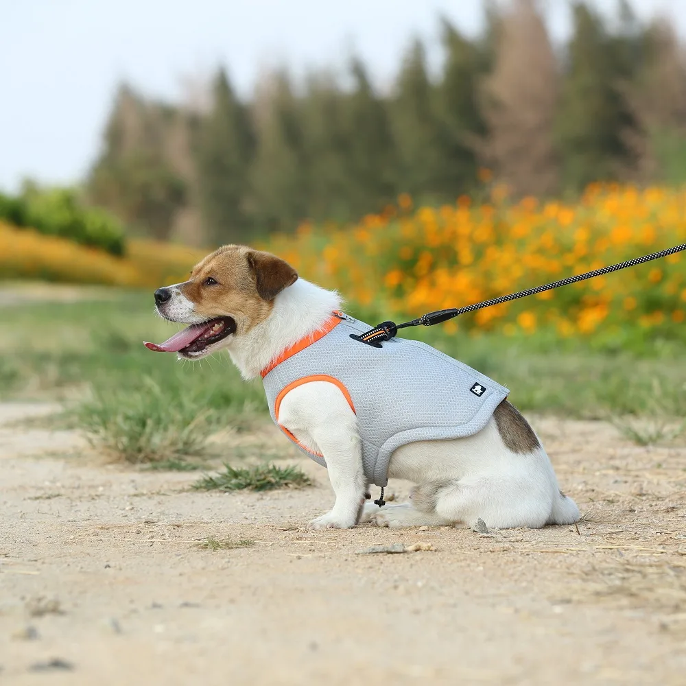 dog appeal_tl2511 (2)