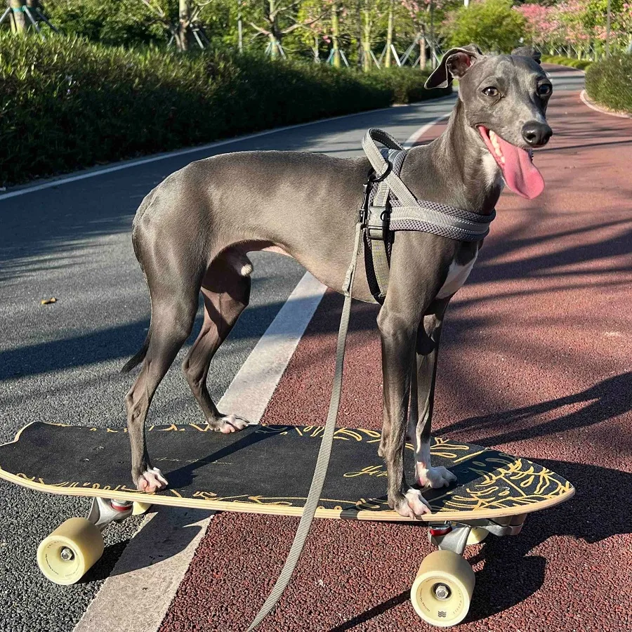 outdoor dog harness