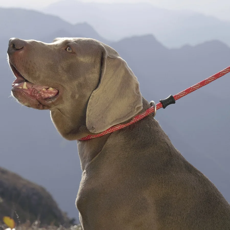 truelovepet (1)