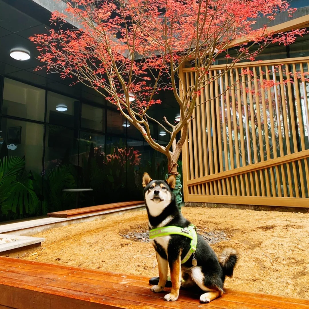 truelovepet (10)