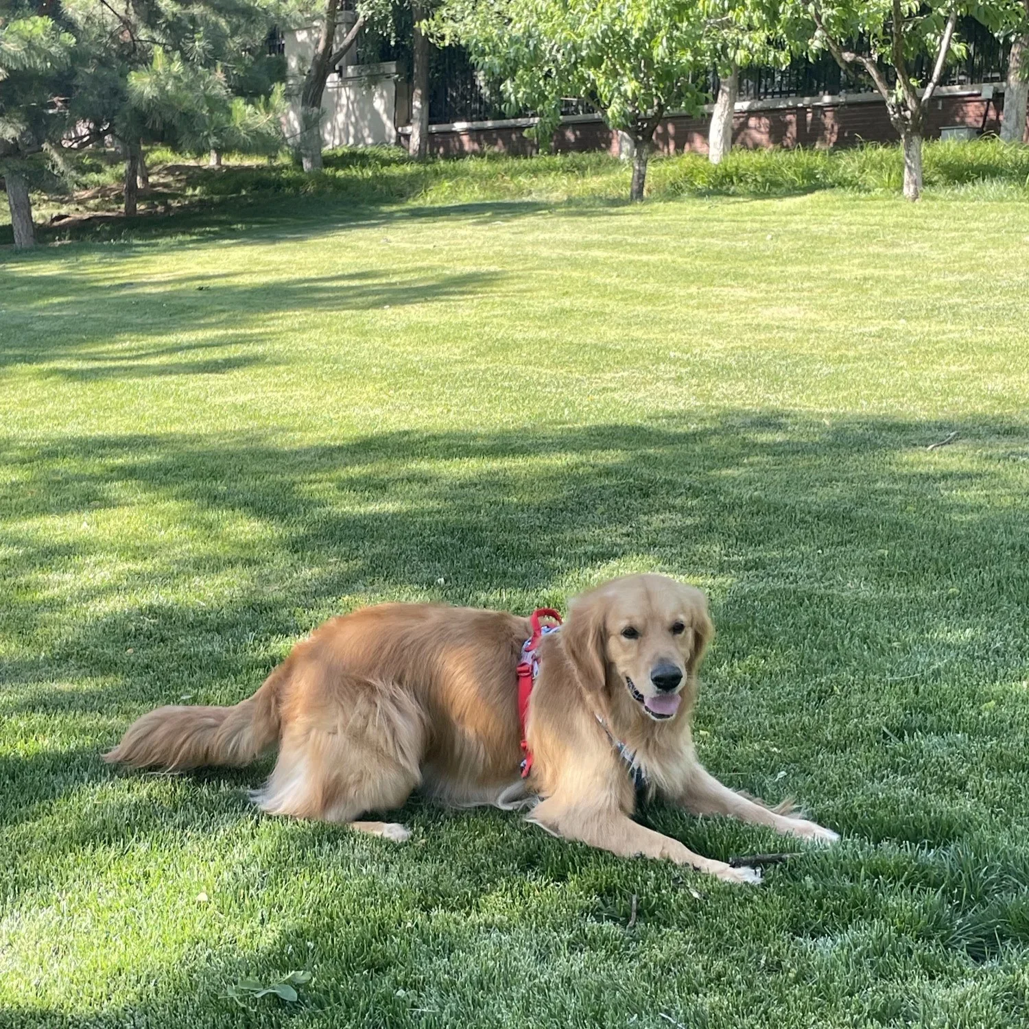 truelovepet (11)
