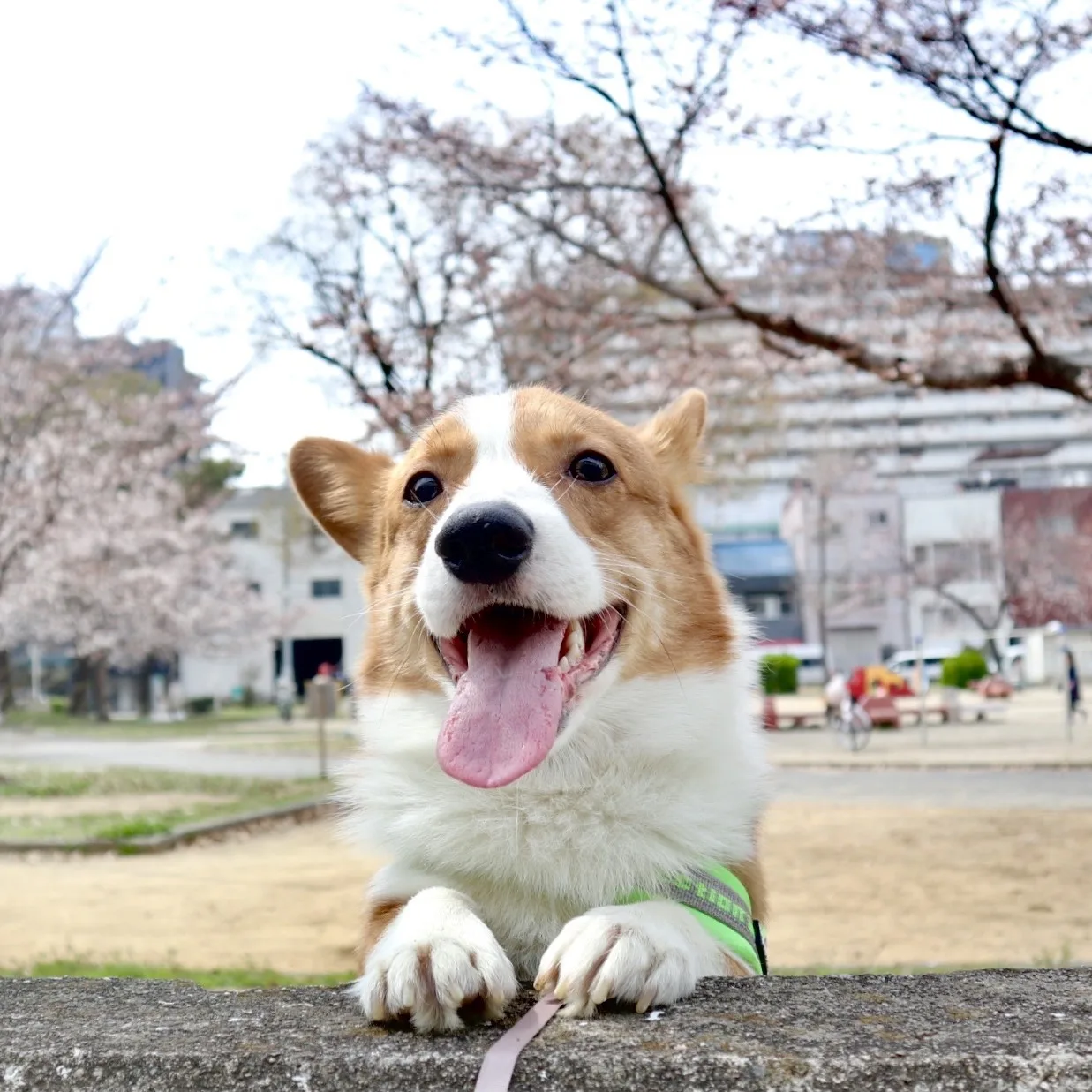 truelovepet (14)