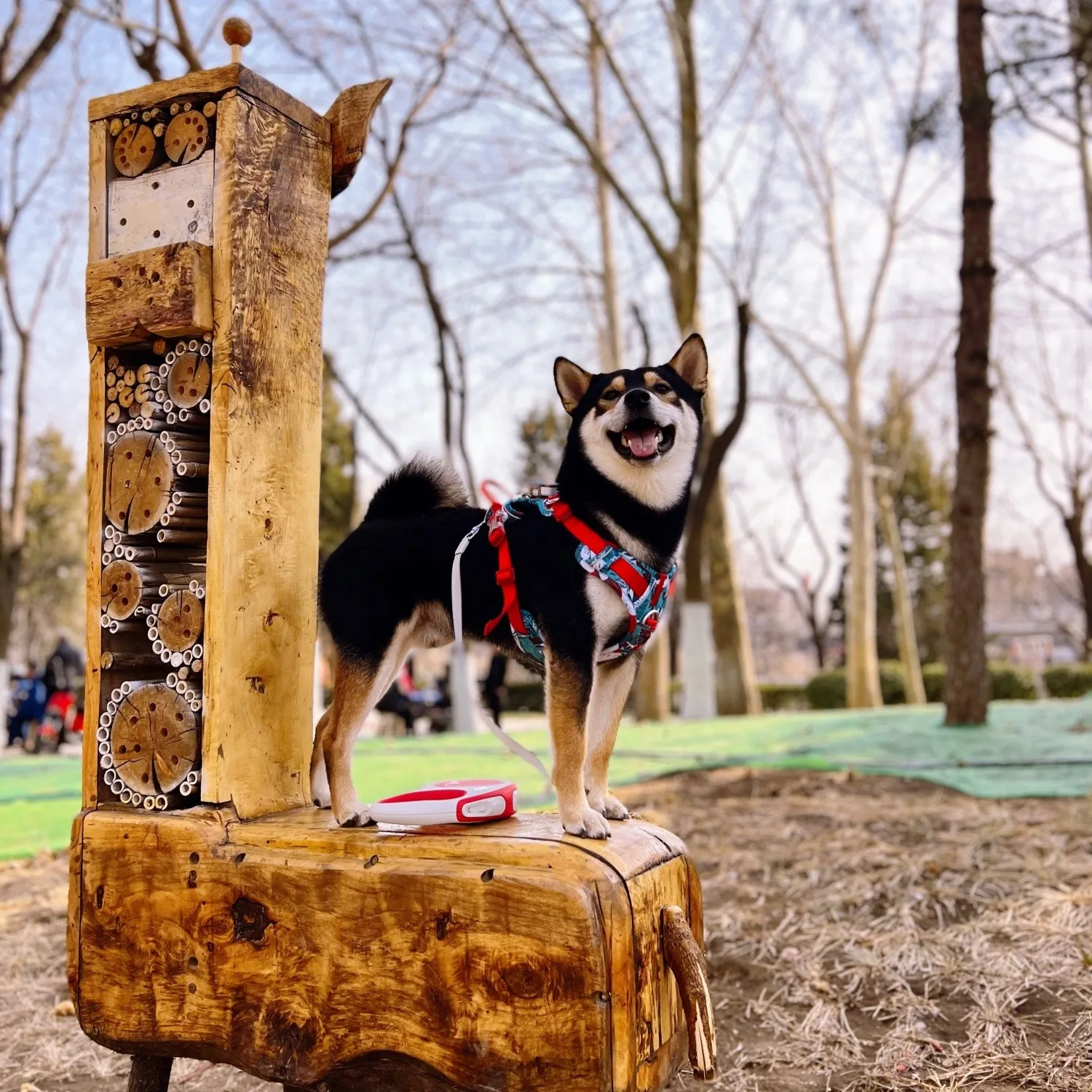 truelovepet (15)