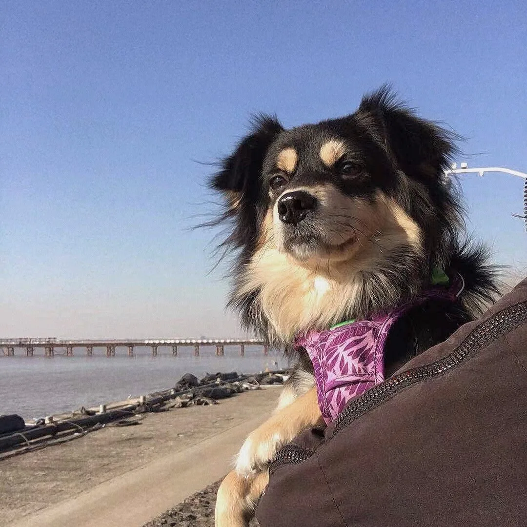 truelovepet (16)