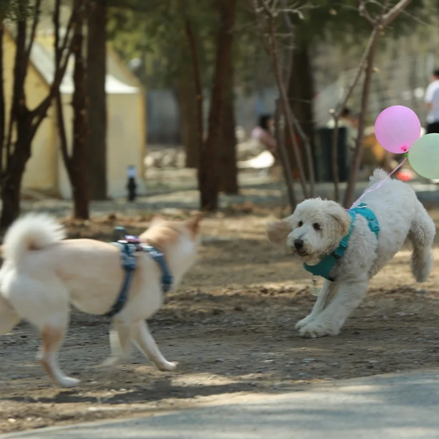 truelovepet (2)