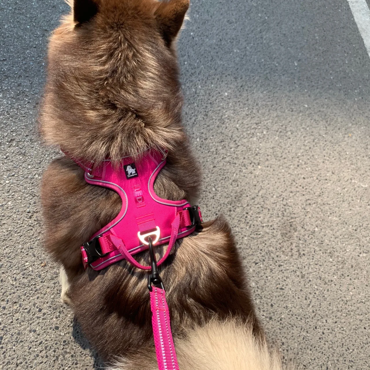 truelovepet (20)