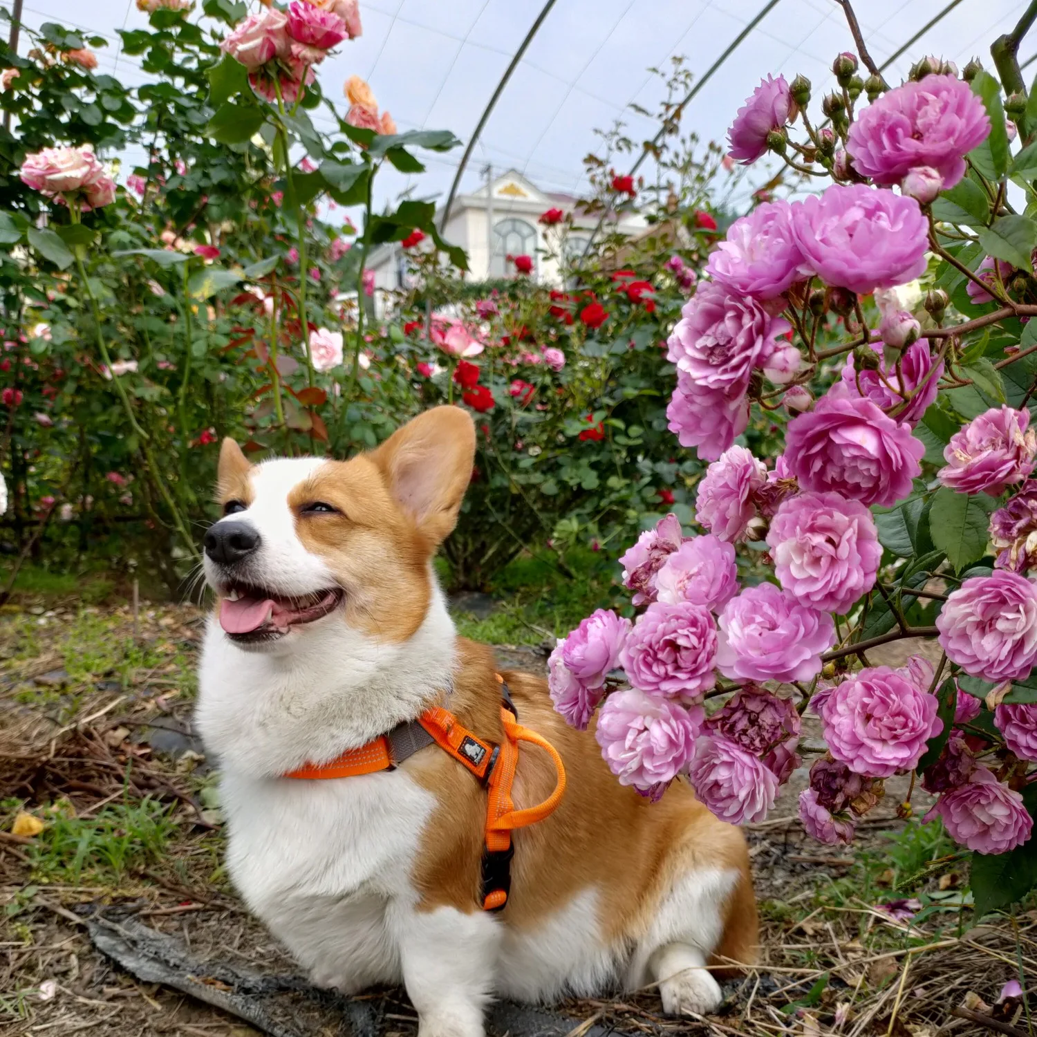 truelovepet (5)