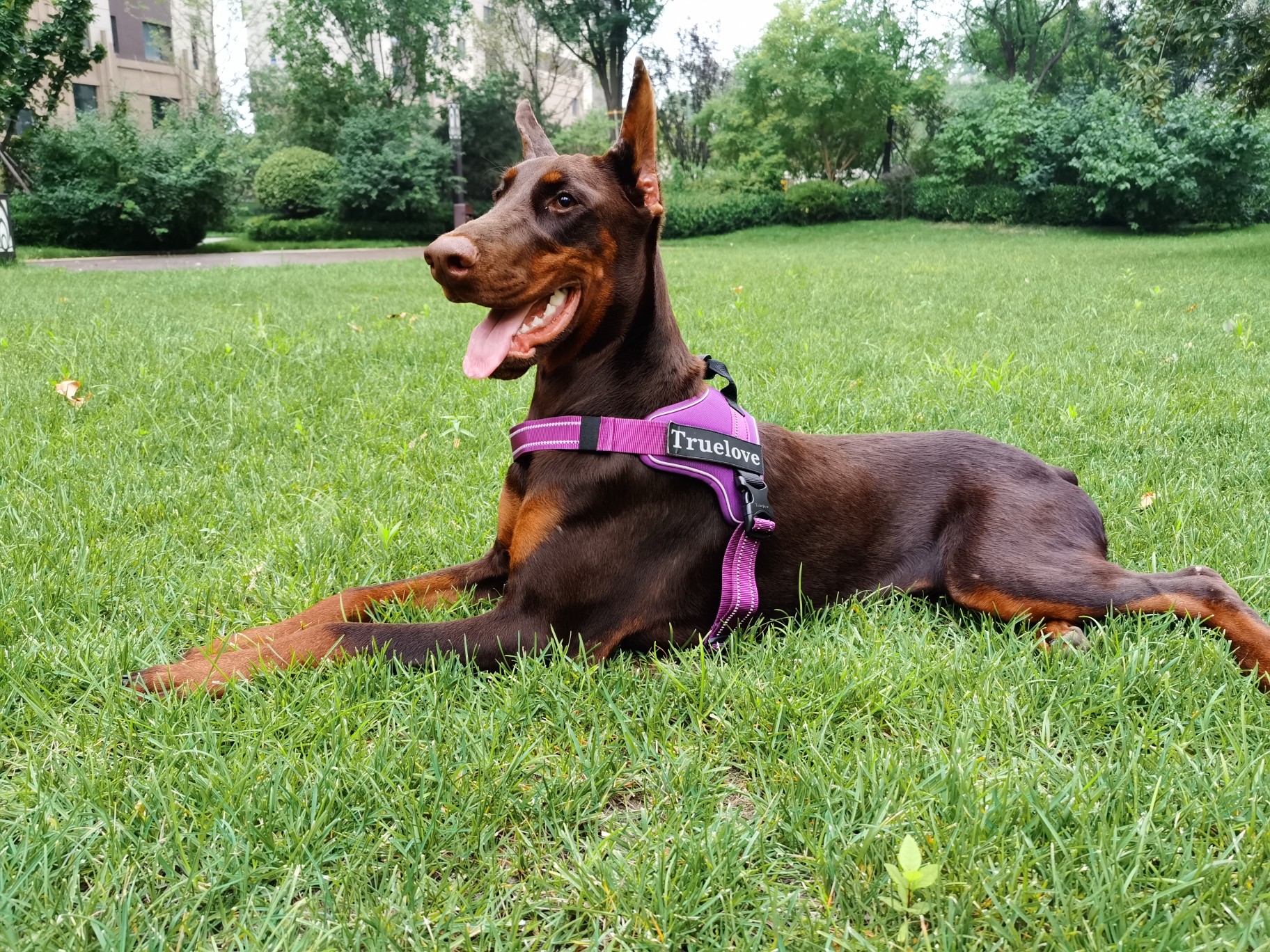 Choosing the Right Chest Harness to Prevent Canine Lunging - Truelove ...