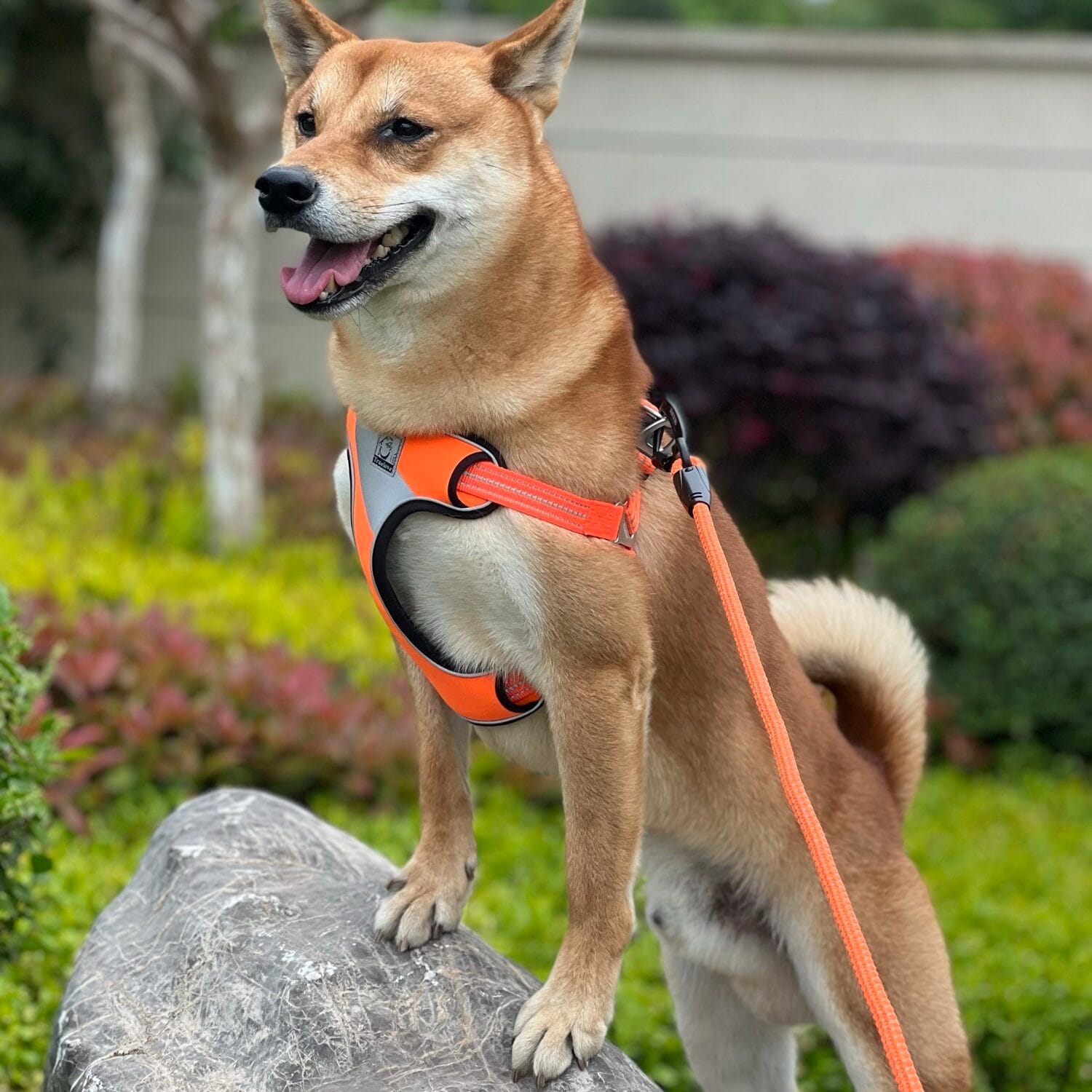 Eco-Friendly Rope Leash