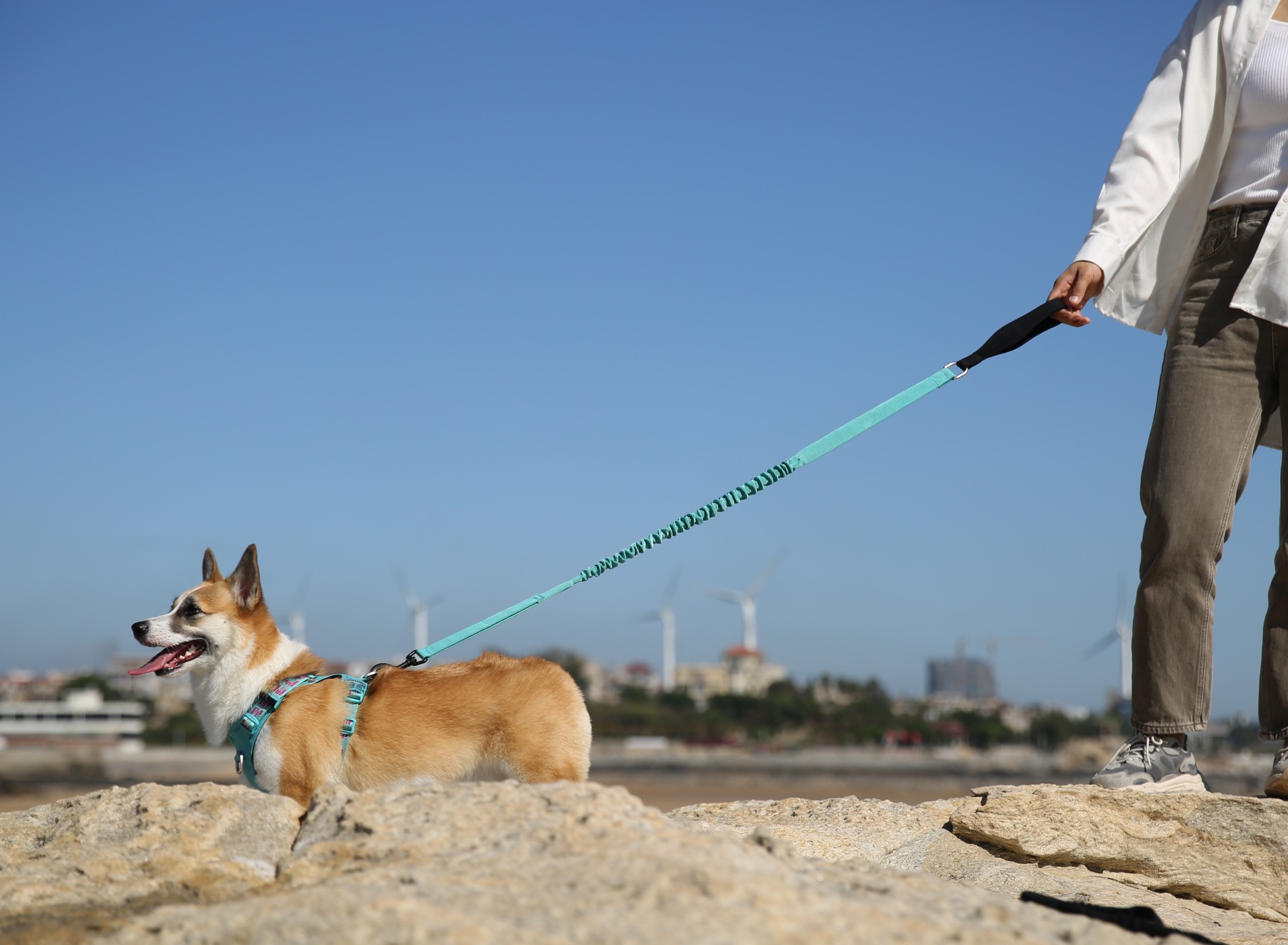 Choosing the Perfect Leash Length for Your Dog - Truelove pet outdoor ...