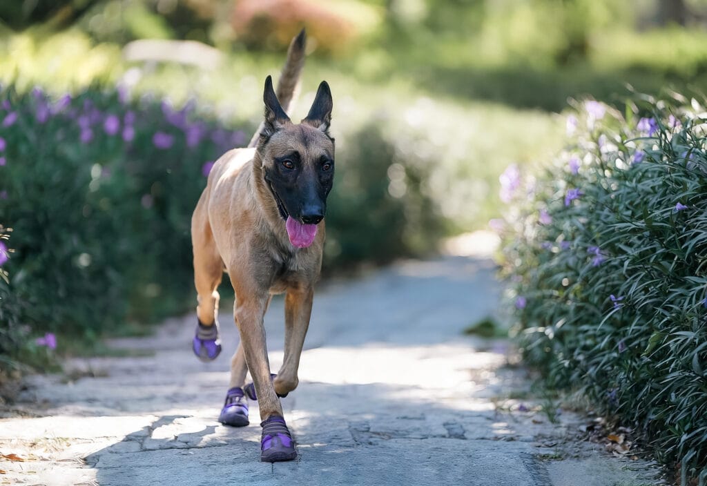 5 Dog Training Trends Every Pet Parent Should Know In 2026 Truelove 
